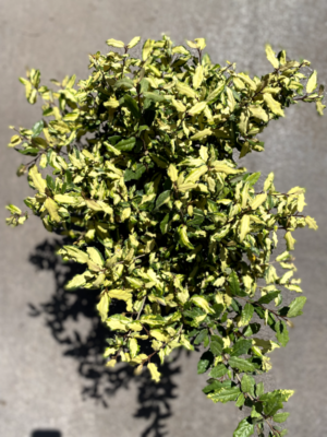 El Eleagnus variegado es un arbusto perenne ideal para jardines y macetas por sus atractivas hojas de color verde brillante y amarillo.