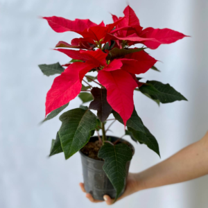 La Euphorbia pulcherrima (Estrella Federal) es reconocida por sus brácteas rojas que adornan la parte superior de la planta.