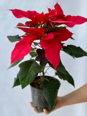 La Euphorbia pulcherrima (Estrella Federal) es reconocida por sus brácteas rojas que adornan la parte superior de la planta.