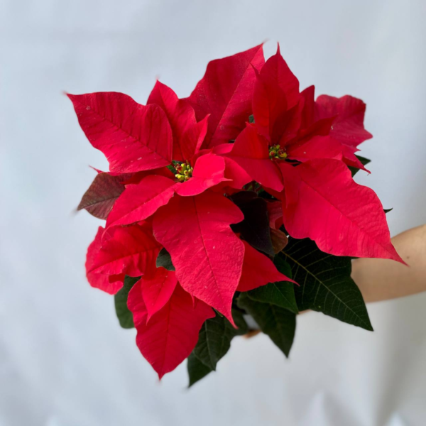 La Euphorbia pulcherrima (Estrella Federal) es reconocida por sus brácteas rojas que adornan la parte superior de la planta.