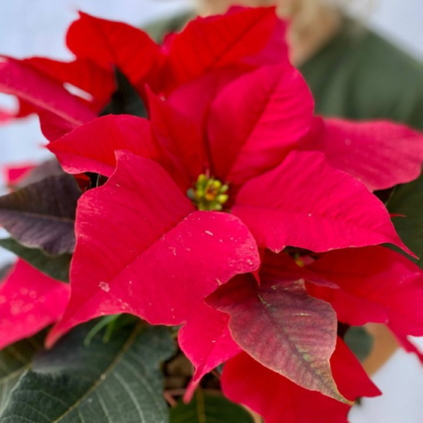 La Euphorbia pulcherrima (Estrella Federal) es reconocida por sus brácteas rojas que adornan la parte superior de la planta.