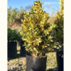 El Euonymus es un arbusto perennifolio, generalmente utilizado como planta ornamental en parques y jardines.