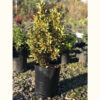 El Euonymus es un arbusto perennifolio, generalmente utilizado como planta ornamental en parques y jardines.