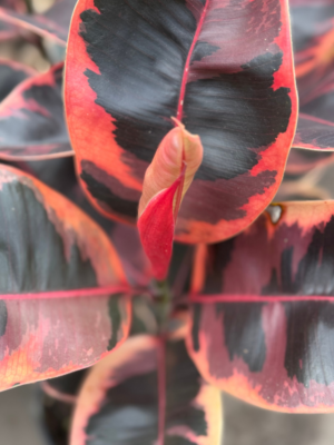 Ficus elástica ruby