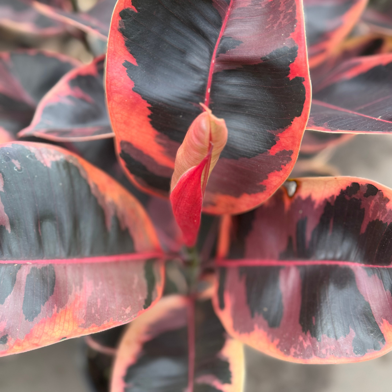 Ficus elástica ruby