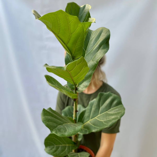 El Ficus pandurata, que antes se vendía con el nombre de Ficus lyrata, es una planta nativa de África tropical.