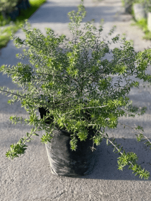 westringia-fruticosa