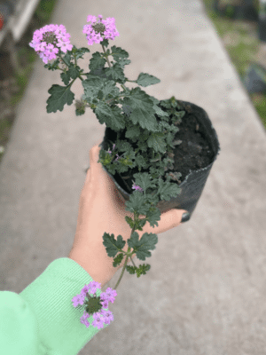 verbena