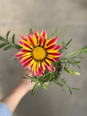 gazania