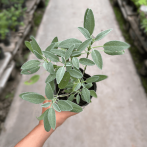 salvia-comestible