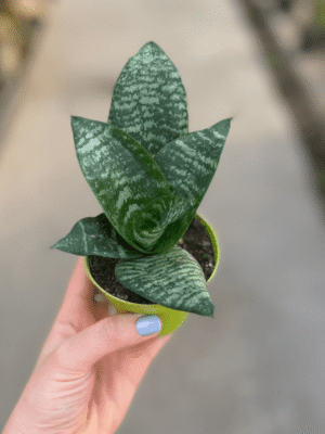 Sansevieria-nana