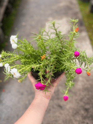 portulaca