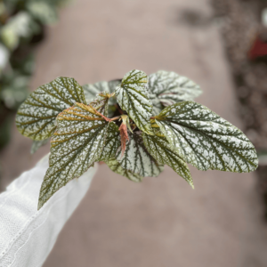begonia-ala-de-angel