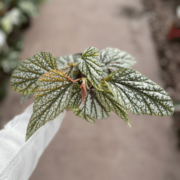 begonia-ala-de-angel