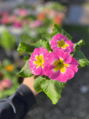 primavera
