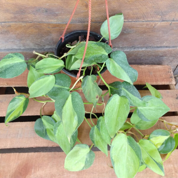 El Cordatum es una planta trepadora de interior. Es muy buscada para decorar interiores, se destaca para su uso en estanterías.