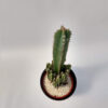 El cactus cardon, más conocido como cactus “castillo de hadas” es muy popular como planta ornamental en todo el mundo.