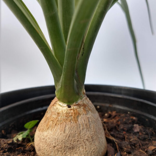 La Nolina es una suculenta resistente. Es una de las plantas de interior más elegida por su tallo decorativo.