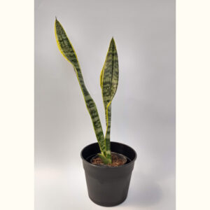 La Sansevieria con sus hojas tan particulares aporta un aspecto escultural ideal para la decoración de interiores modernos.