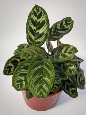 La Calathea macoyana es una hermosa planta de interior, muy llamativa por el patrón de sus hojas en distintos tonos de verde.