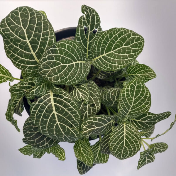 La Fittonia es una planta de interior de tipo rastrero. Pequeña, perfecta como tapiz para composiciones con plantas de mayor tamaño.