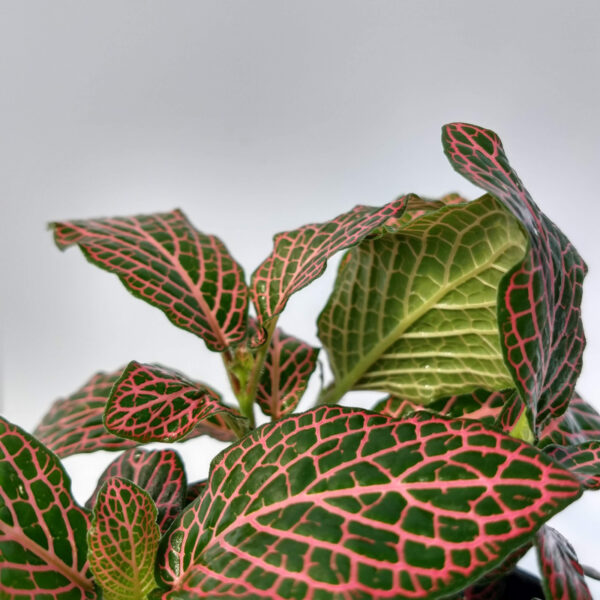 La Fittonia es una planta de interior de tipo rastrero. Pequeña, perfecta como tapiz para composiciones con plantas de mayor tamaño.