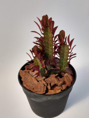 La Euphorbia trigona rubra con su estructura cactiforme y hojas en forma de espátula preciosas y muy decorativas.