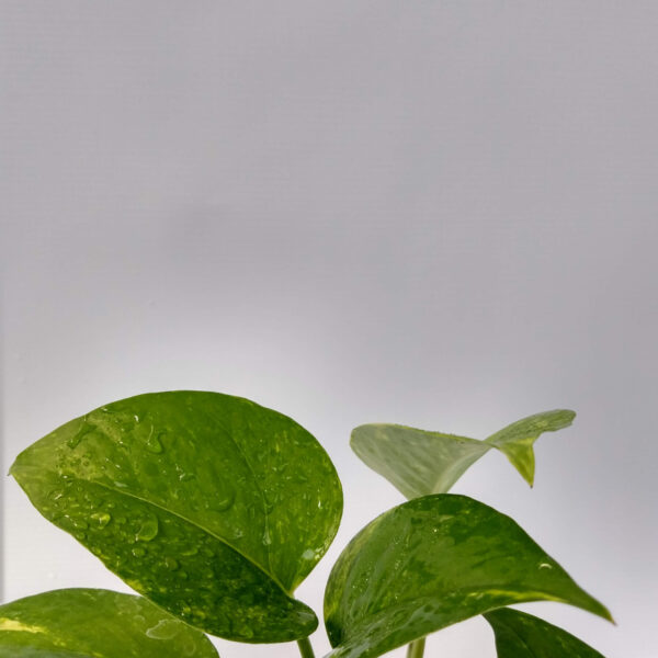 El Pothus es una planta colgante de hojas color verde intenso. Con su fácil cuidado es ideal para decorar cualquier interior.