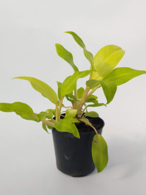 El Philodendron lemon con sus hojas tan características y color alimonado tan particular es ideal para decorar el interior de tu hogar.