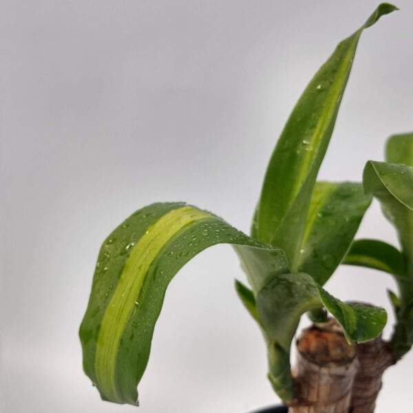 El palo de agua se distingue por sus hojas color verde intenso brillante con una franja blanquecina. Es ideal para decorar interiores.