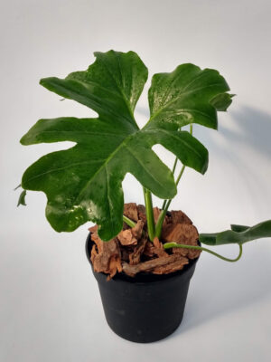 El Wambé es un arbusto perenne. Puede cultivarse como epífita o terrestre y es ideal para decorar tus interiores.