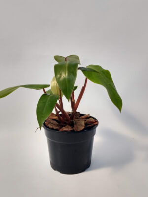 El Philodendron sanguíneo posee raíces adventicias, que la convierten en una planta de hábito trepador. Queda increíble en macetas colgantes.