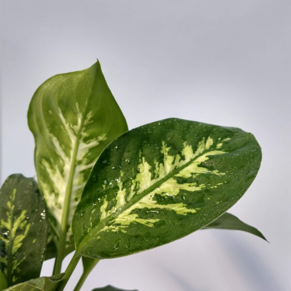 La Dieffenbachia Tropic es una planta herbácea y perenne perteneciente a la familia Araceae y es originaria de Colombia y de Costa Rica.