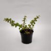 La planta de la moneda es una planta de muy fácil cultivo que encontramos ideal para incluir en tu colección de cactus y suculentas.