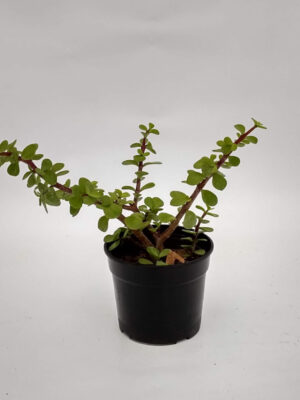 La planta de la moneda es una planta de muy fácil cultivo que encontramos ideal para incluir en tu colección de cactus y suculentas.