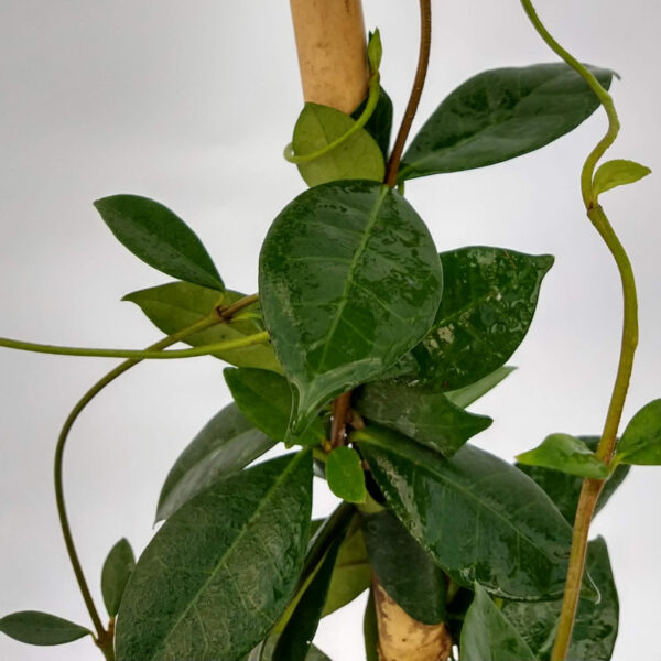 El Jazmín de Leche es un arbusto trepador con flores pequeñas y muy perfumadas. Ideal para un jardín que reciba mucho sol.