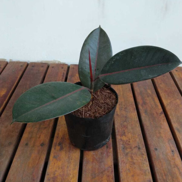 El Gomero (Ficus elastica) es un árbol originario de zonas tropicales. Sus grandes hojas son ideales para decorar interiores.