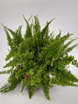 El helecho es una planta verde, frondosa y con aptitudes para ser cultivada como planta colgante en interior o exterior a media sombra.