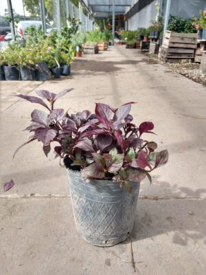 La Alternantera ruby, también es conocida por el nombre vulgar de coqueta. Su principal atractivo son sus hojas en tonos morados y forma ovalada. También presenta épocas de floración pero no son el aspecto más destacado de esta planta, no obstante sus flores son pequeñas y de color blanco. Su uso frecuente en es como tapizantes o para crear contrastes de color en jardines.