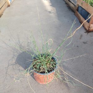 La Juncus twister spiralis es una planta acuática muy utilizada a para los bordes de los estanques y las zonas más húmedas.