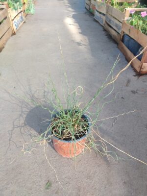 La Juncus twister spiralis es una planta acuática muy utilizada a para los bordes de los estanques y las zonas más húmedas.
