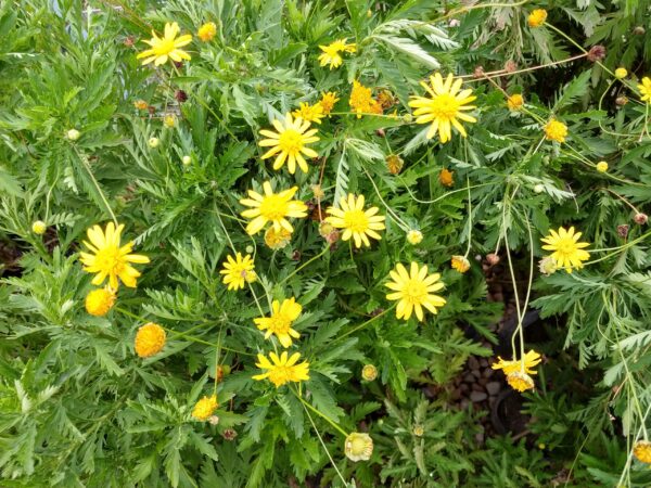 El Euryops es una de las plantas con flor más resistentes a la sequía. También conocido como margaritero gris o margarita amarilla