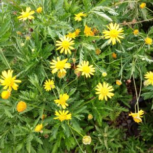 El Euryops es una de las plantas con flor más resistentes a la sequía. También conocido como margaritero gris o margarita amarilla