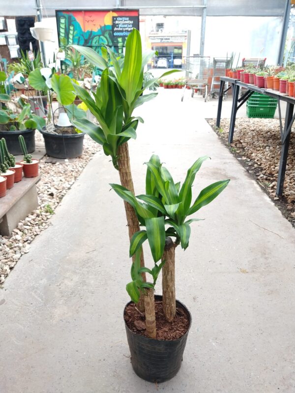 El palo de agua se distingue por sus hojas color verde intenso brillante con una franja blanquecina. Es ideal para decorar interiores.