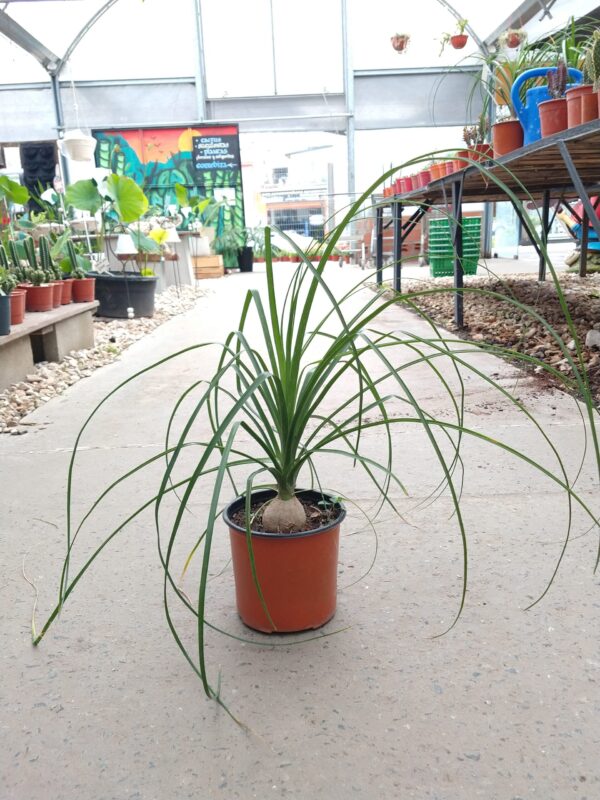 La Nolina es una suculenta resistente. Es una de las plantas de interior más elegida por su tallo decorativo.