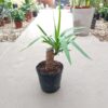 El palo tropical es una de las plantas de interior más valoradas en los hogares. Sus cuidados la vuelven ideal para decorar cualquier espacio.
