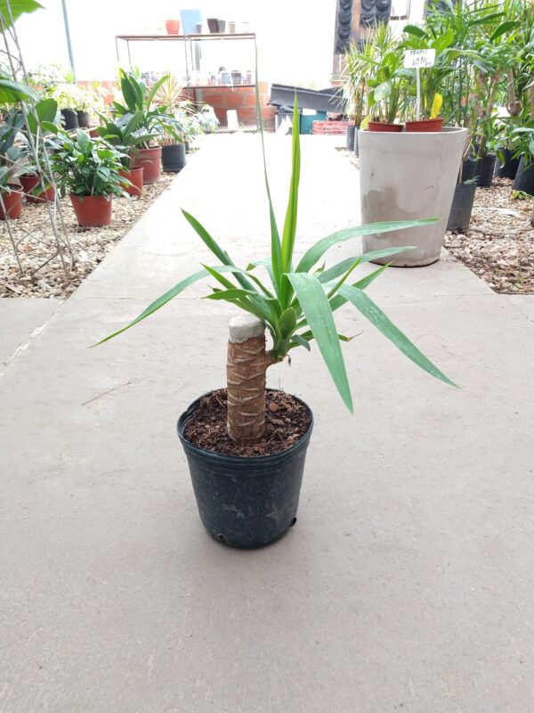 El palo tropical es una de las plantas de interior más valoradas en los hogares. Sus cuidados la vuelven ideal para decorar cualquier espacio.