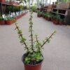 La planta de la moneda es una planta de muy fácil cultivo que encontramos ideal para incluir en tu colección de cactus y suculentas.