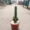 El cactus cardon, más conocido como cactus “castillo de hadas” es muy popular como planta ornamental en todo el mundo.