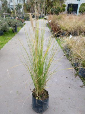 Las Pennisetum rupelli se emplean como ornamental por sus flores (espigas) y su follaje para formar setos bajos y macizo.